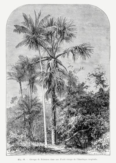 Vintage Palmenzeichnung Iv von Les Palmiers Histoire Iconographique
