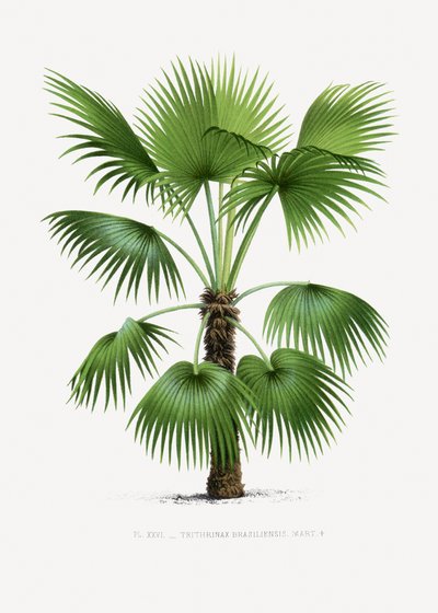 Xxvi Trithrinax B von Les Palmiers Histoire Iconographique