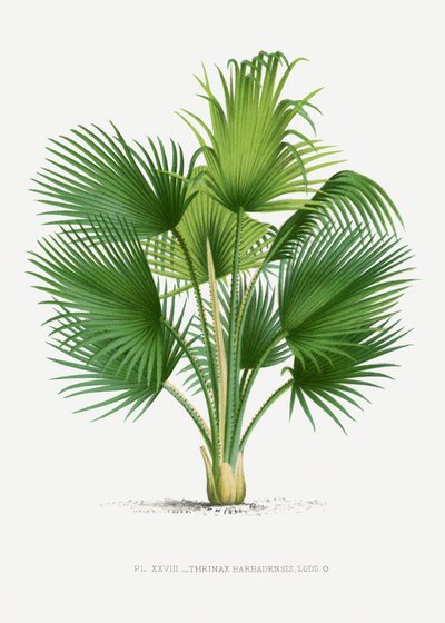 Xxvii Thrinax B von Les Palmiers Histoire Iconographique