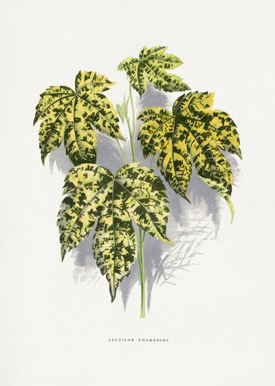 Abutilon Thompsoni Blatt Illustration von Les Plantes a Feuillage Colore