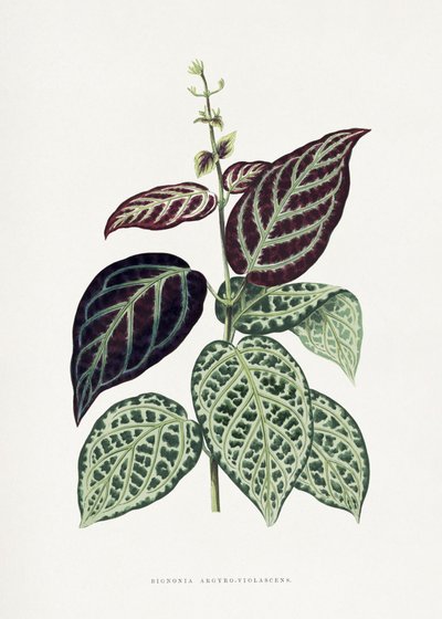 Grünes Bignonia Argyro Violascens Blatt Illustration von Les Plantes a Feuillage Colore