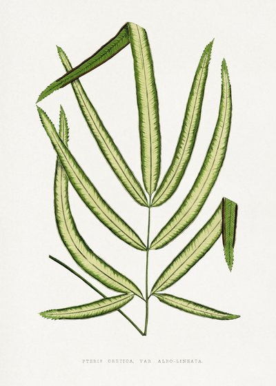 Pteris Cretica Blatt Illustration von Les Plantes a Feuillage Colore