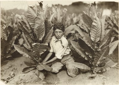 Zehnjähriger Pflücker auf der Gildersleeve-Tabakfarm von Lewis W. Hine