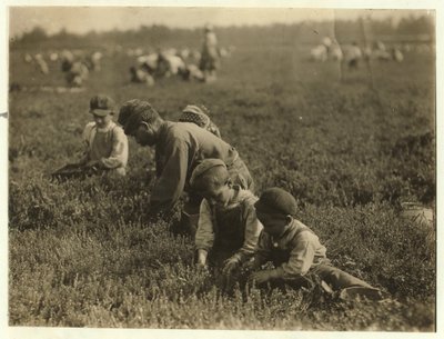 Jo Arnao 3, pflückt Preiselbeeren mit seinem Bruder 6 und seiner Schwester 9 in Whites Bog, Browns Mills, New Jersey, 1910 von Lewis Wickes Hine