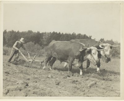 Ländliche Szene in Zentral-Maine, viele Ochsen werden noch verwendet von Lewis Wickes Hine