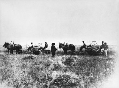 Heuernte auf den Feldern von Policoro, Bauern mit Pferden und Wagen, Basilikata, frühes 20. Jahrhundert, Italien von Unbekannt Unbekannt