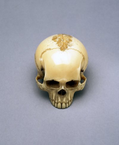 Modell eines Schädels, wahrscheinlich ein Netsuke, japanisch von Unbekannt Unbekannt