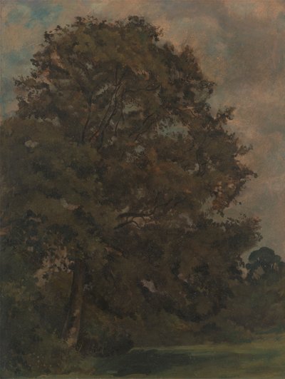 Studie einer Esche von Lionel Constable