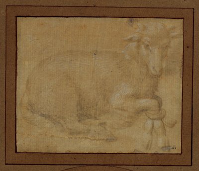 Studie eines Lamms von Lorenzo di Credi