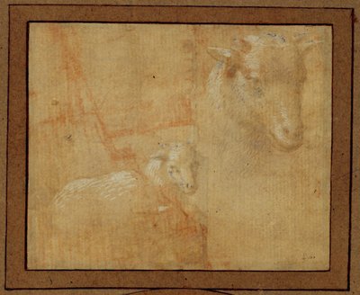 Studie eines Lamms von Lorenzo di Credi