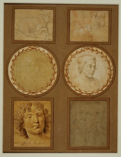 Studie eines Lamms, Vorderfüße gebunden von Lorenzo di Credi