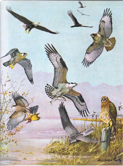 Weißkopfseeadler, Schildkrötengeier, Östlicher Rotschwanzbussard, Wanderfalke, Amerikanischer Fischadler, Sumpfbussard von Louis Agassiz Fuertes