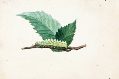 Gezackter Blattrand-Raupe, Studie für das Buch Tarnfärbung im Tierreich von Louis Agassiz Fuertes