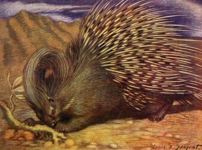 Im Zoo: Stachelschwein von Louis Augustus Sargent