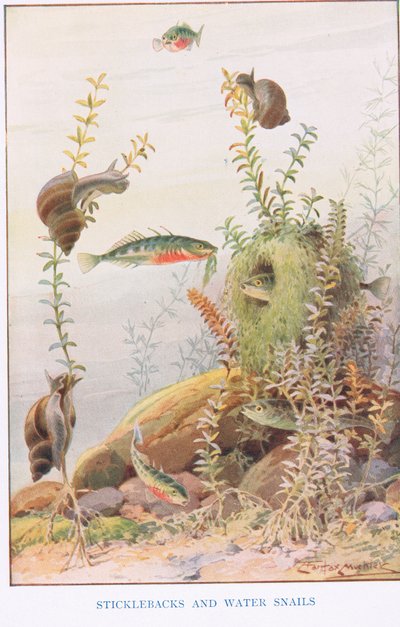 Stichlinge und Wasserschnecken, Illustration aus 
