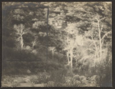 [Landschaft mit hellen Bäumen] von Louis Fleckenstein