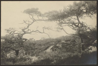 [Landschaft mit knorrigen Bäumen] von Louis Fleckenstein