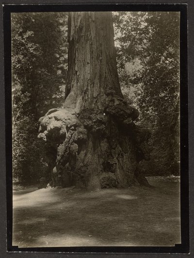 [Mammutbaum, Big Basin] von Louis Fleckenstein