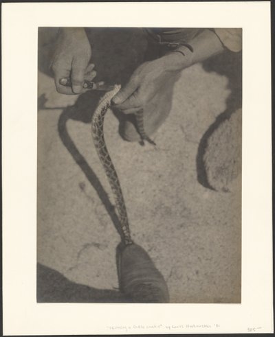 Häuten einer Klapperschlange von Louis Fleckenstein
