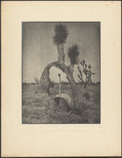 Der Kontorsionist von Louis Fleckenstein
