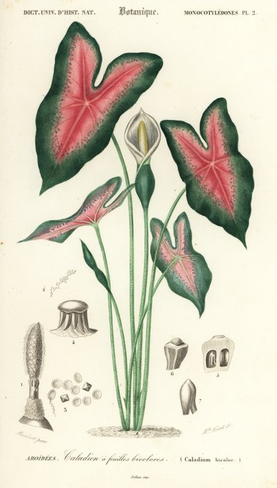Herz Jesu, Caladium bicolor (Gravur) von Louis Joseph Edouard Maubert