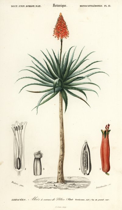 Krantz-Aloe, Aloe arborescens (Kupferstich) von Louis Joseph Edouard Maubert