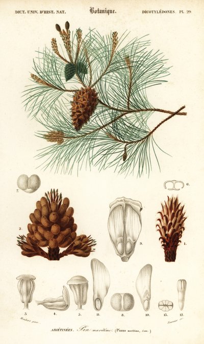 Seekiefer oder Cluster-Kiefer, Pinus pinaster (Stich) von Louis Joseph Edouard Maubert