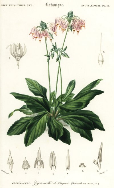 Sternschnuppe oder östliche Sternschnuppe, Dodecatheon meadia von Louis Joseph Edouard Maubert