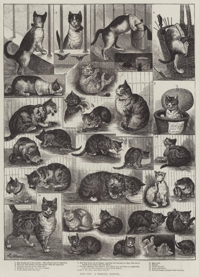 Unsere Katzen, eine häusliche Geschichte von Louis Wain