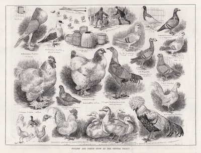 Geflügel- und Taubenschau im Crystal Palace von Louis Wain