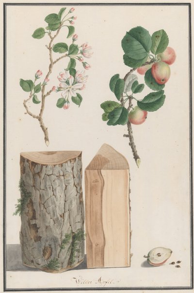 Studien des Stammes, der Blüten und Früchte eines wilden Apfelbaums Malus sylvestris von Ludwig Pfleger