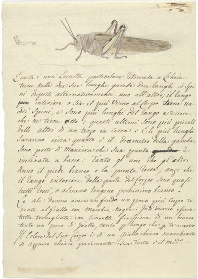 Studie einer Heuschrecke, aus Verschiedene Skizzen in Umschlag von Luigi Balugani