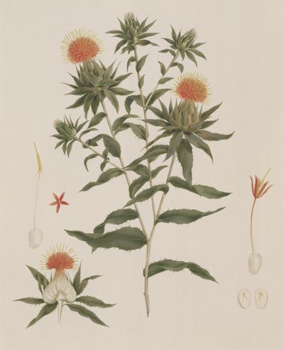 Sussa (Blätter, Blumen und Details), ehemals James Bruce zugeschrieben von Luigi Balugani