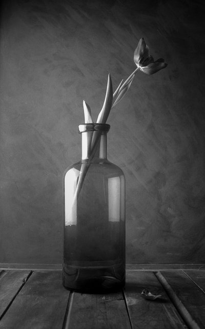 Monochromatische Tulpenblüte von Luiz Laercio