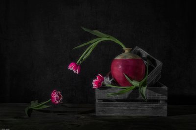 Dunkle Tulpen und Radieschen von Lydia Jacobs