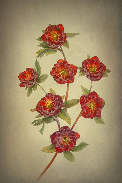  von Lydia Jacobs
