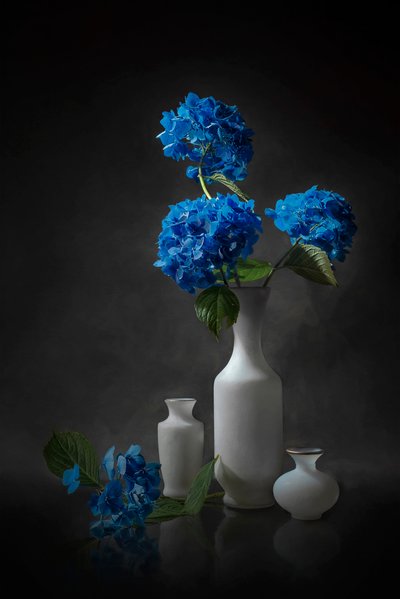Elegante blaue Hortensien von Lydia Jacobs