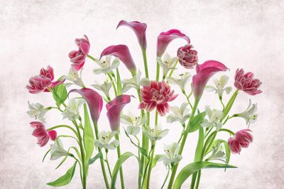 Frische Rosa und Weiße Blumen von Lydia Jacobs