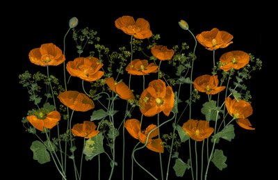 Lebendige orange Mohnblumen von Lydia Jacobs