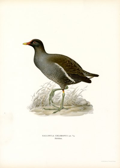 Teichhuhn von Magnus Ferdinand and Wilhelm von Wright