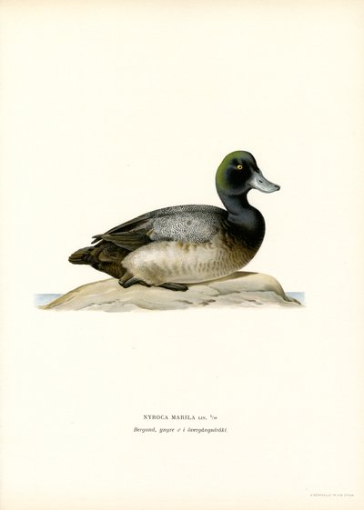Bergente von Magnus Ferdinand and Wilhelm von Wright