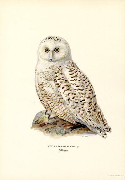 Schnee-Eule von Magnus Ferdinand and Wilhelm von Wright