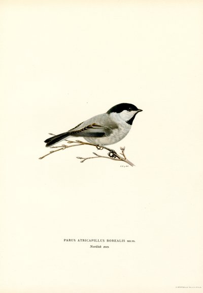 Schwarzmeise (Farblithographie) von Magnus Ferdinand and Wilhelm von Wright