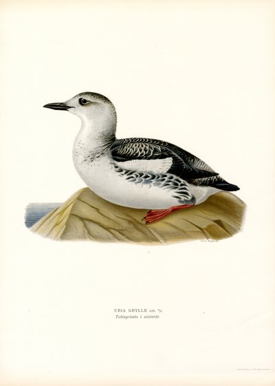 Schwarzweißer Wasserläufer (Farblithographie) von Magnus Ferdinand and Wilhelm von Wright