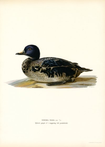 Trauerente von Magnus Ferdinand and Wilhelm von Wright
