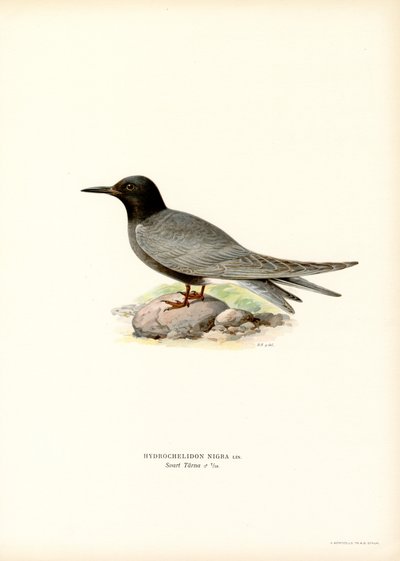 Schwarze Seeschwalbe von Magnus Ferdinand and Wilhelm von Wright