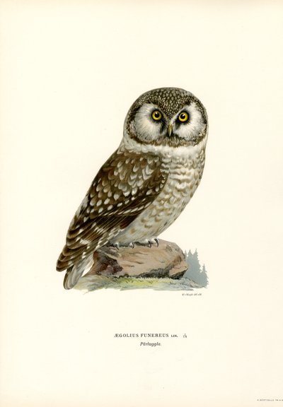 Rauhfußkauz von Magnus Ferdinand and Wilhelm von Wright