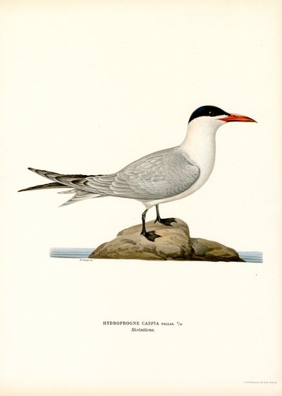 Raubseeschwalbe von Magnus Ferdinand and Wilhelm von Wright