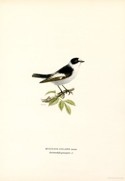 Halsbandschnäpper von Magnus Ferdinand and Wilhelm von Wright