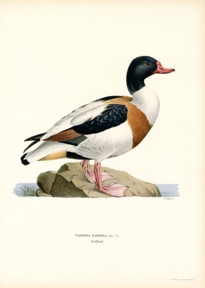 Brandgans von Magnus Ferdinand and Wilhelm von Wright